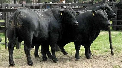 Embrapa inicia projeto de melhoramento genético
