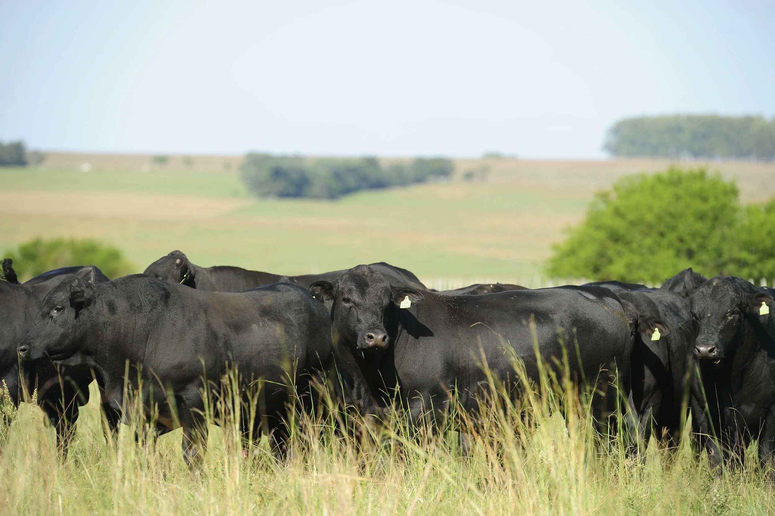 Embrapa cria cartilha sobre consumo de água na produção animal