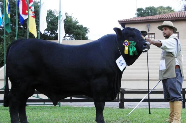 Brangus participa da 54º Expolondrina