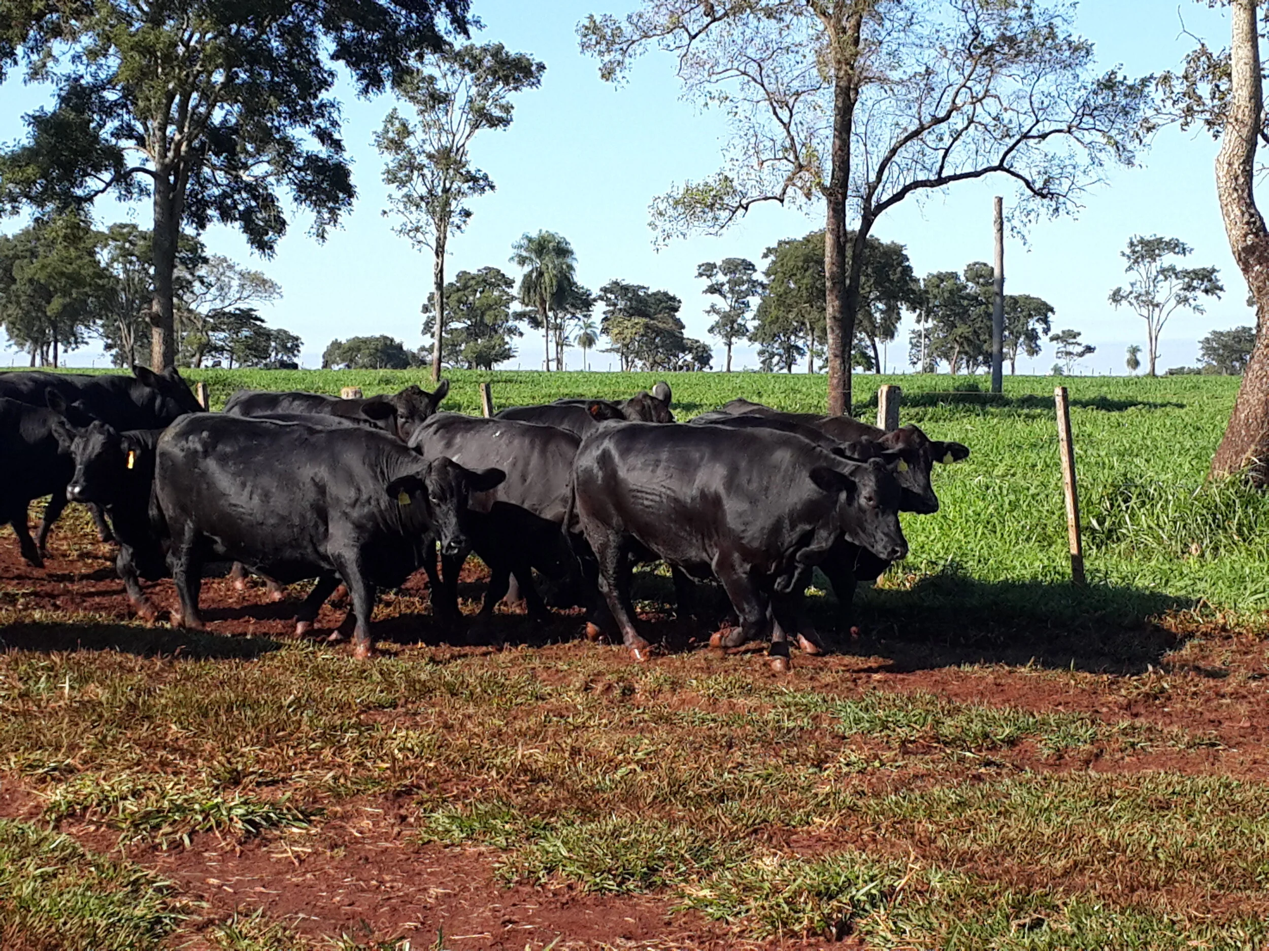 Pela 1º vez Br Texas abre seu plantel para sua escolha