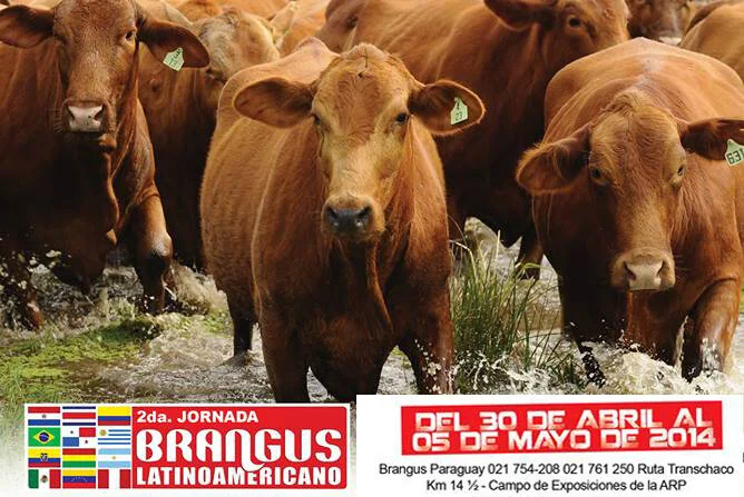 2ª Jornada Brangus Latino Americana acontece em Asunción