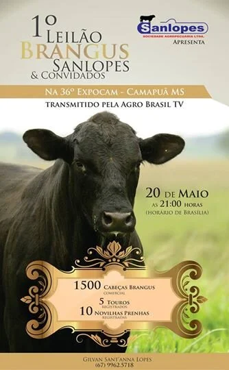 1º Leilão Brangus Sanlopes &amp; Convidados acontece dia 20 de Maio