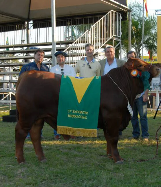 Grandes Campeões