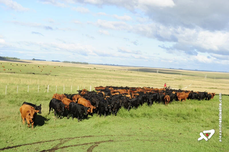 Arroba e carne se valorizam 16% em um ano