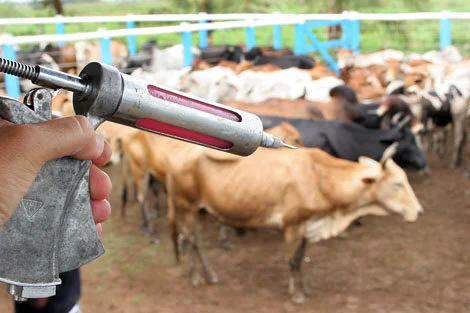 Febre aftosa: terceira parcial da campanha indica que criadores já comprovaram vacinação de metade do rebanho