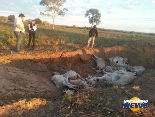 Frio dos últimos dias mata cerca de mil bois Nelore de 4 propriedades rurais
