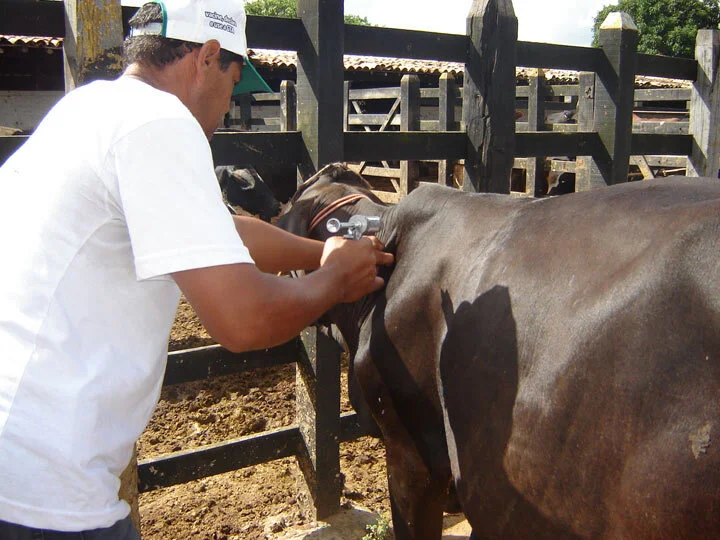 Bovinos: Reação vacinal pode provocar perdas econômicas ao pecuarista