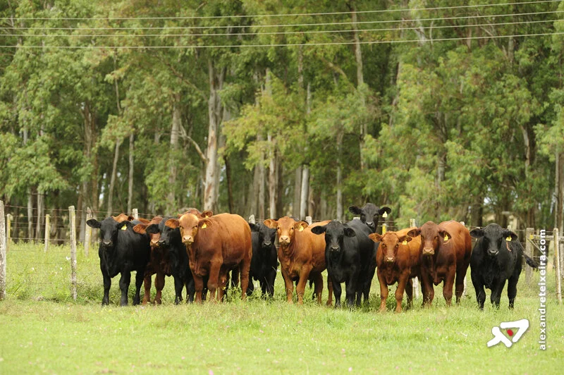 Preço do bezerro tem de 2,14% em MT