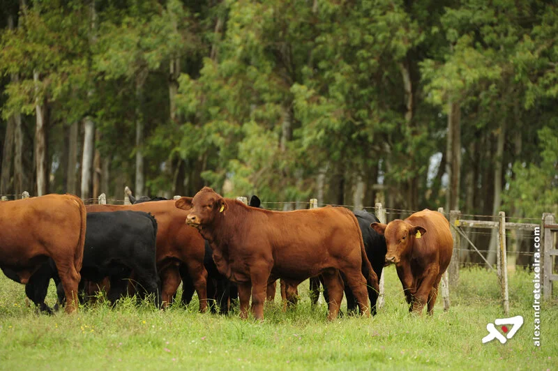 Cresce valorização do bezerro em relação ao boi em Mato Grosso, diz Imea