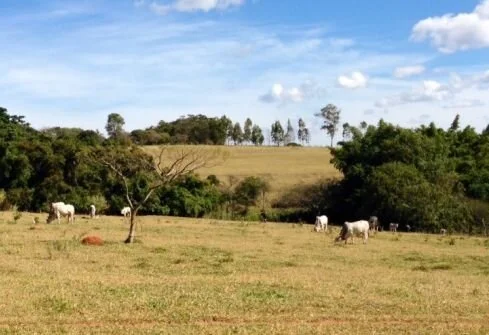 Pastagem adapta-se a mudanças climáticas