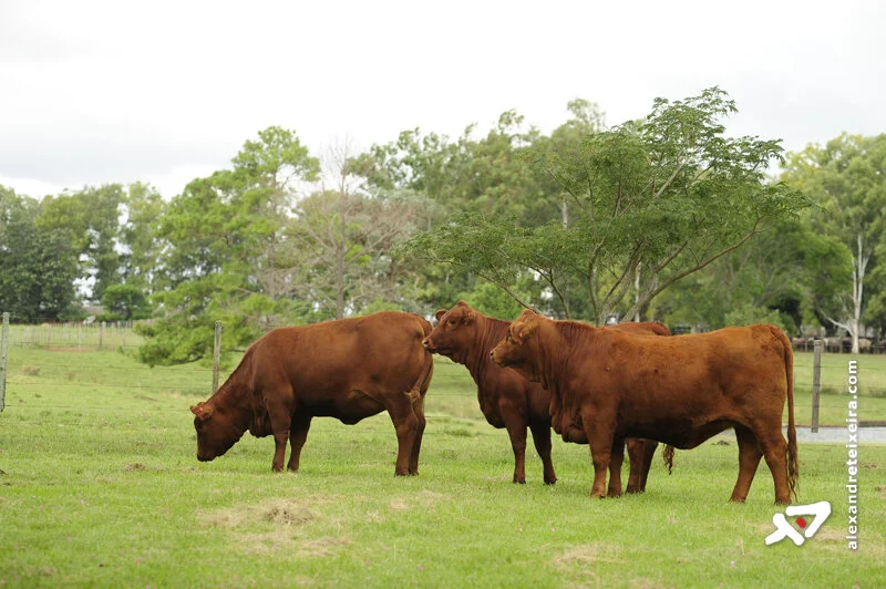 Matéria-prima da indústria, ureia reforça a dieta do rebanho na seca