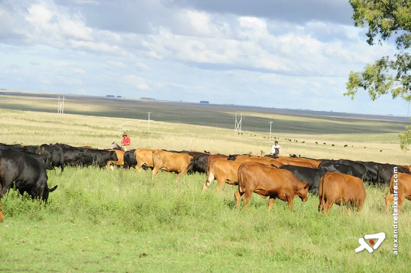 Produção de gado e biocombustível vai aumentar na próxima década