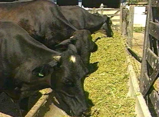 Adicionadas na ração, algas prometem carne mais rica e saudável