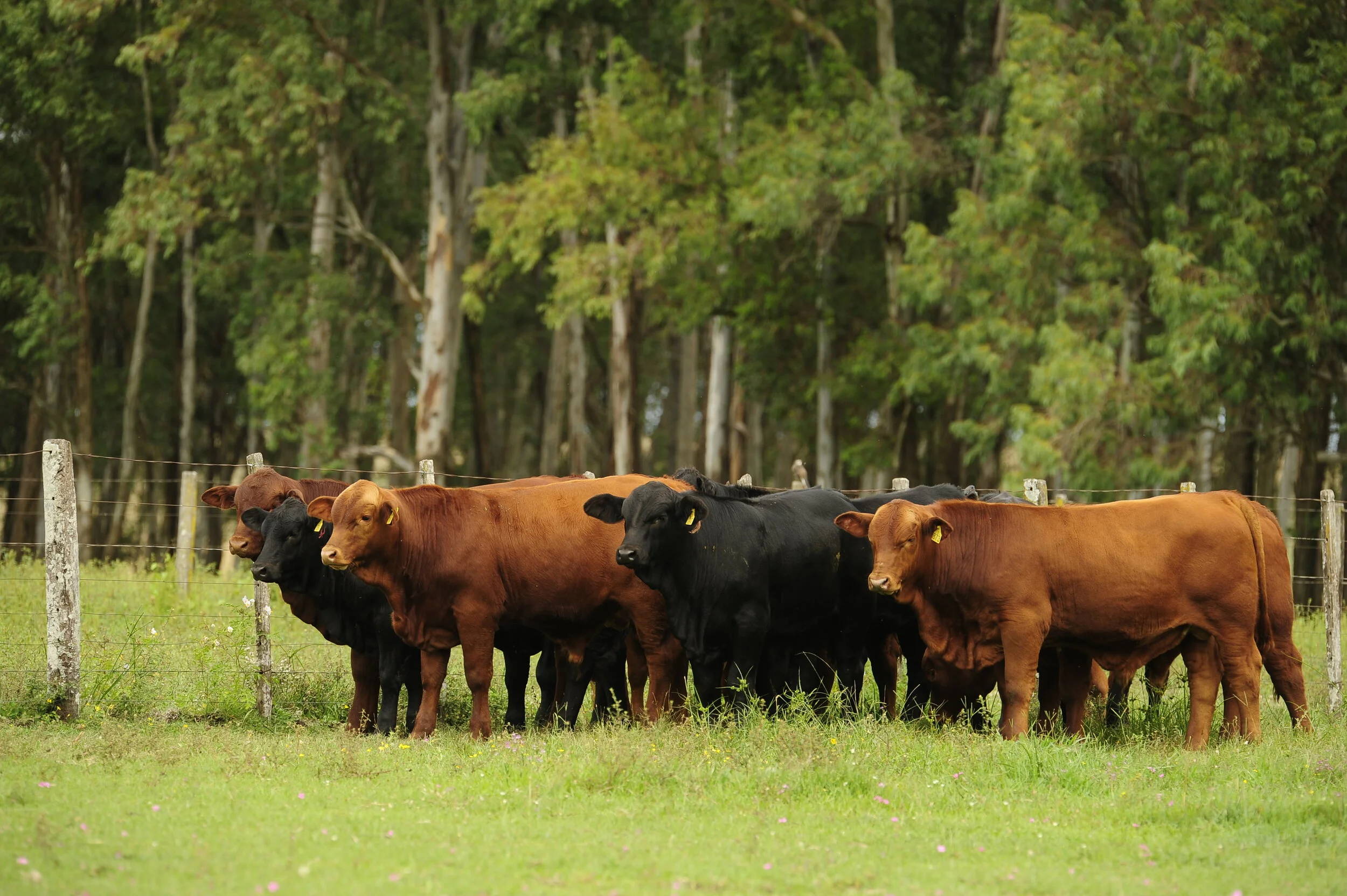 Valorização do bezerro permite investimentos na pecuária de Mato Grosso