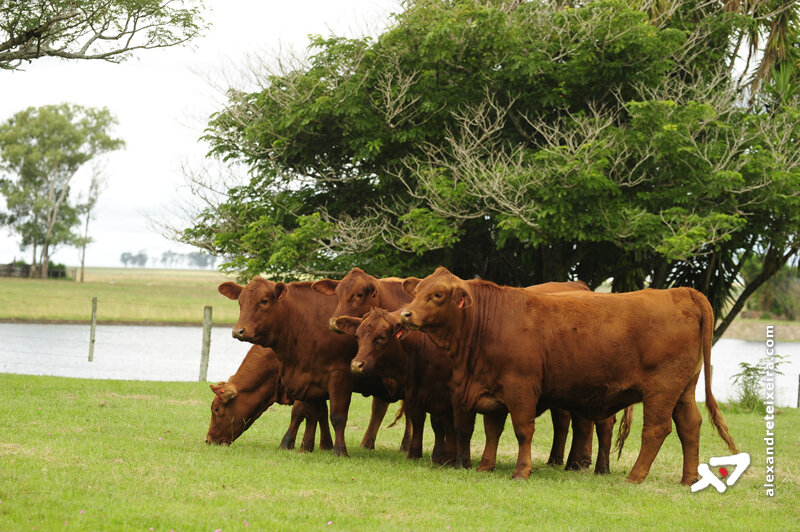 Arroba e carne valorizam 16% em um ano