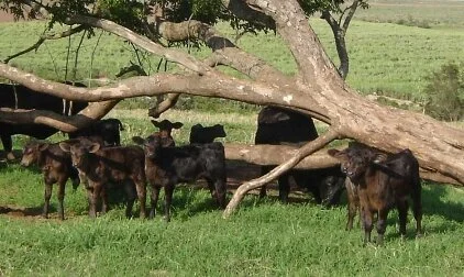 Criador de gado busca por tecnologias avançadas para reduzir seus custos de produção