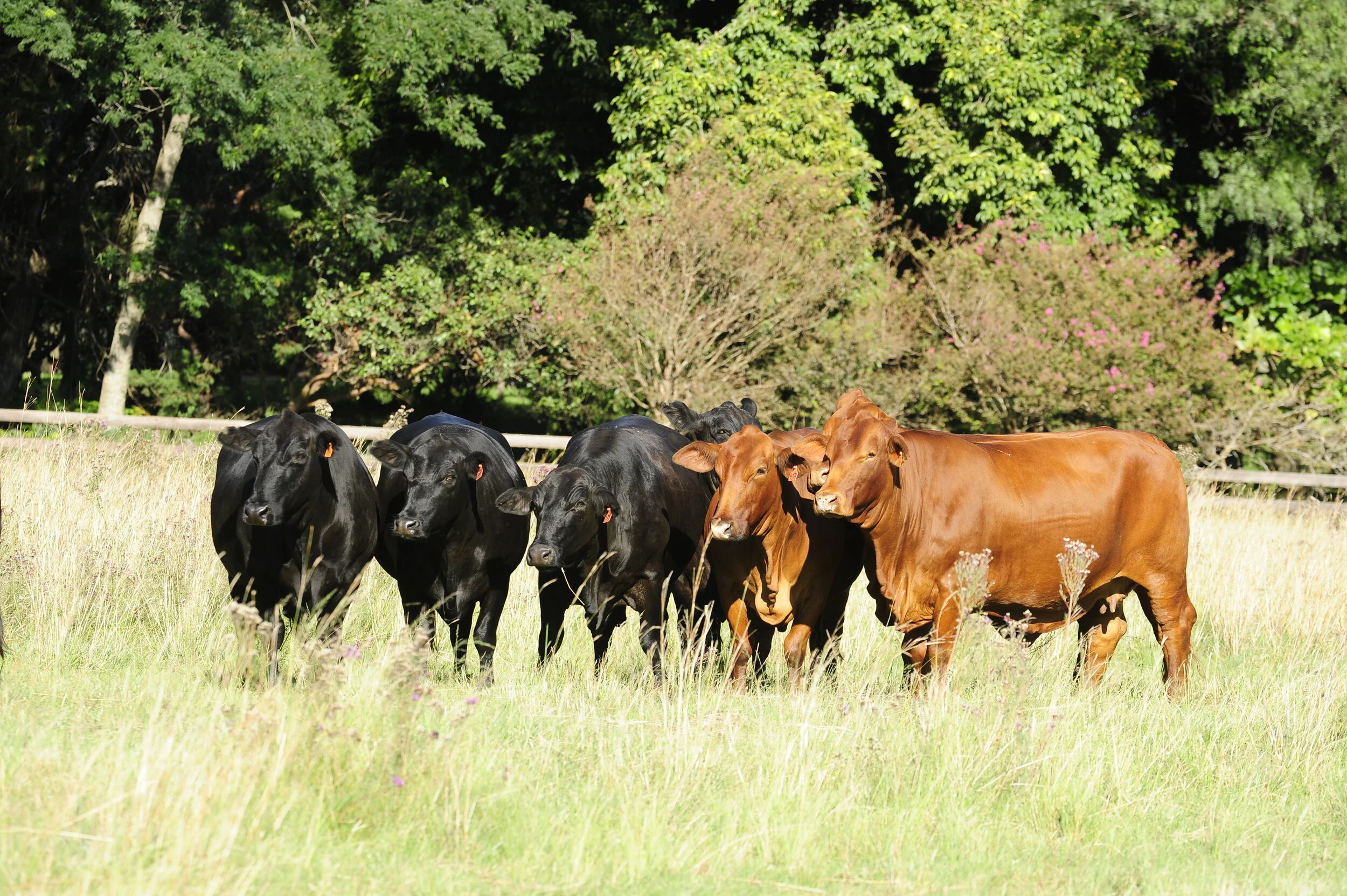 Mato Grosso do Sul deve arrecadar R$ 19 bilhões com a pecuária e grãos