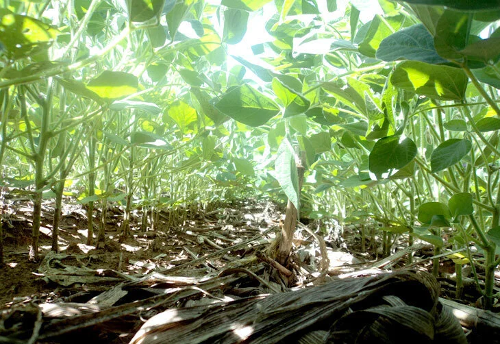 Consórcio entre capim e milheto garante alimentação do rebanho e economia para a fazenda