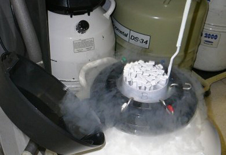 Inseminação artificial cresce 80 vezes no Brasil em 10 anos