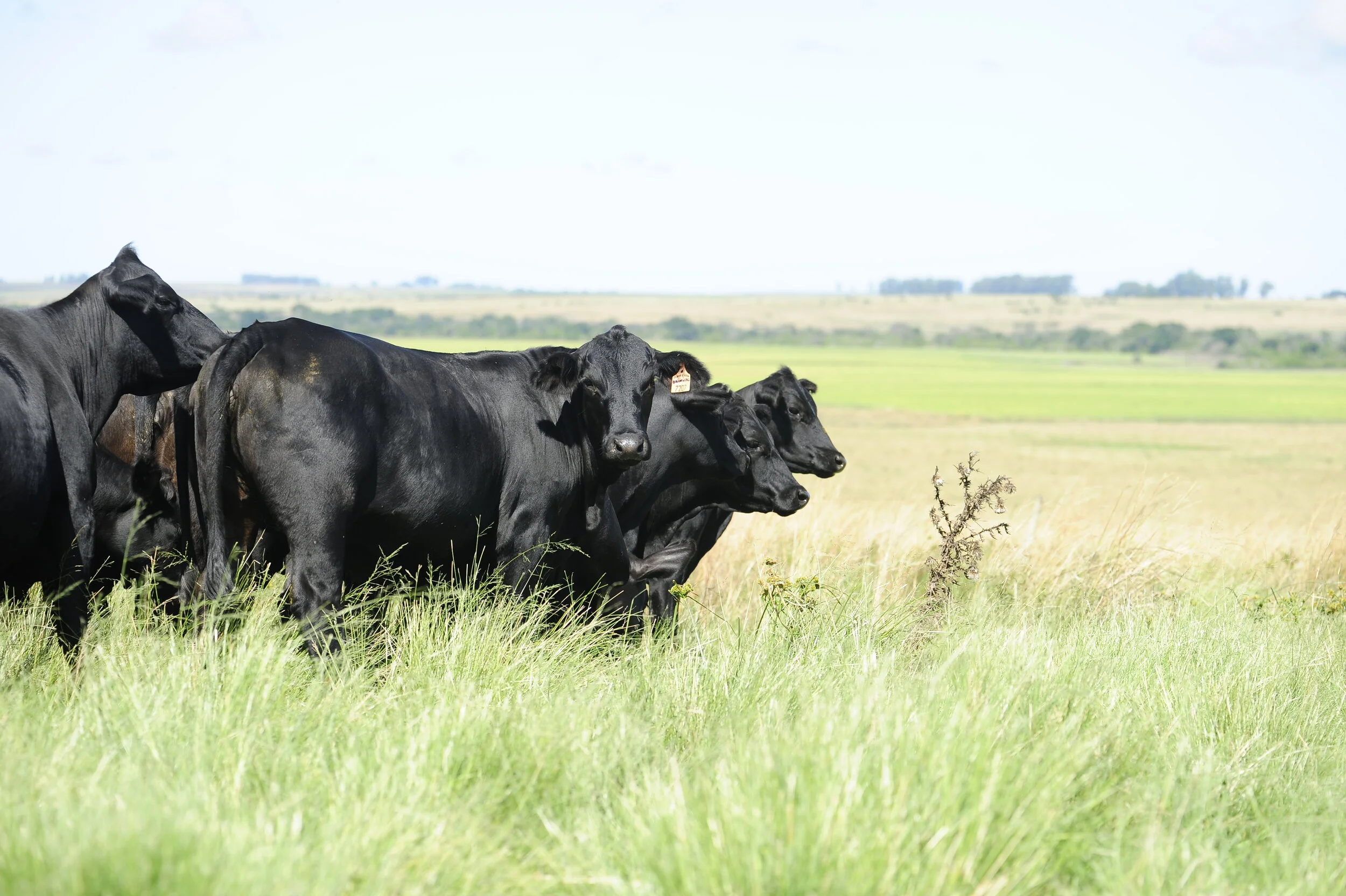 Bem-estar animal foi tema de discussão no Congresso Mundial da Carne na China
