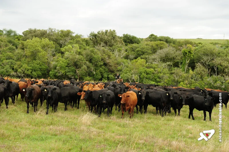 Ministério da Agricultura: "Varíola bovina não é motivo de preocupação"