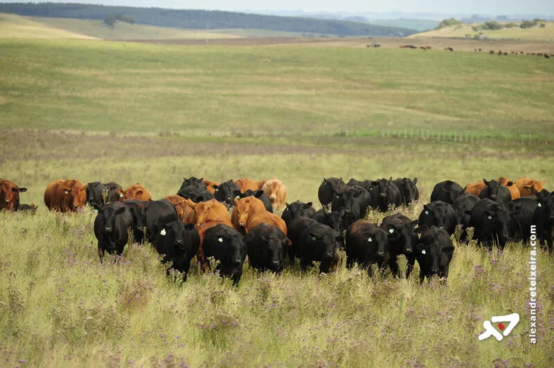 Pecuaristas reagem a proibição de avermectinas