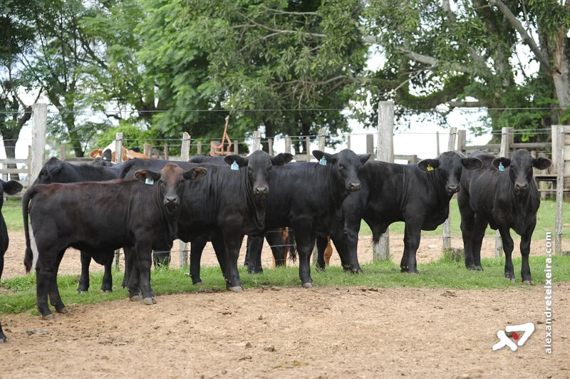 RS: Preço de boi e vaca se mantém estável