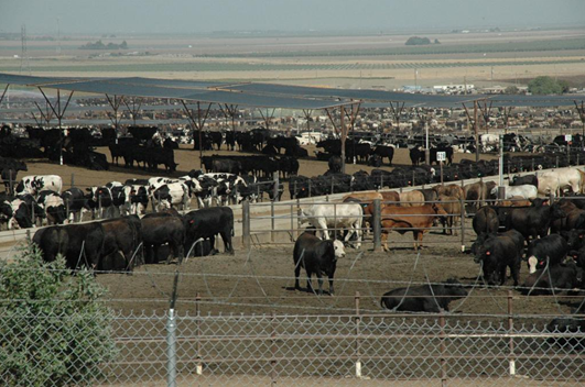 Confinamento de gado bovino deve crescer 6,3% este ano