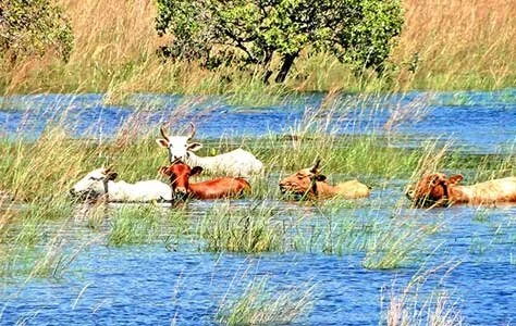 Com cheia, criadores do Pantanal de MS intensificam venda de gado
