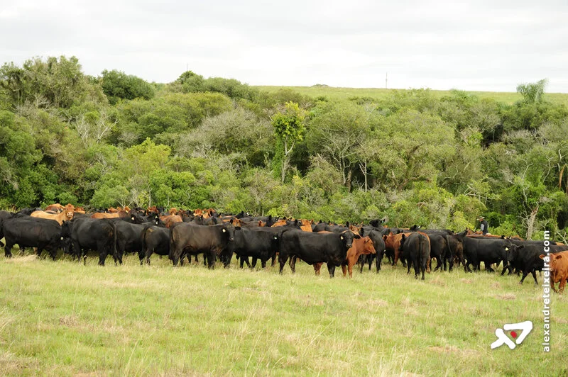 Criadores devem retirar gado no Pantanal, diz pesquisador