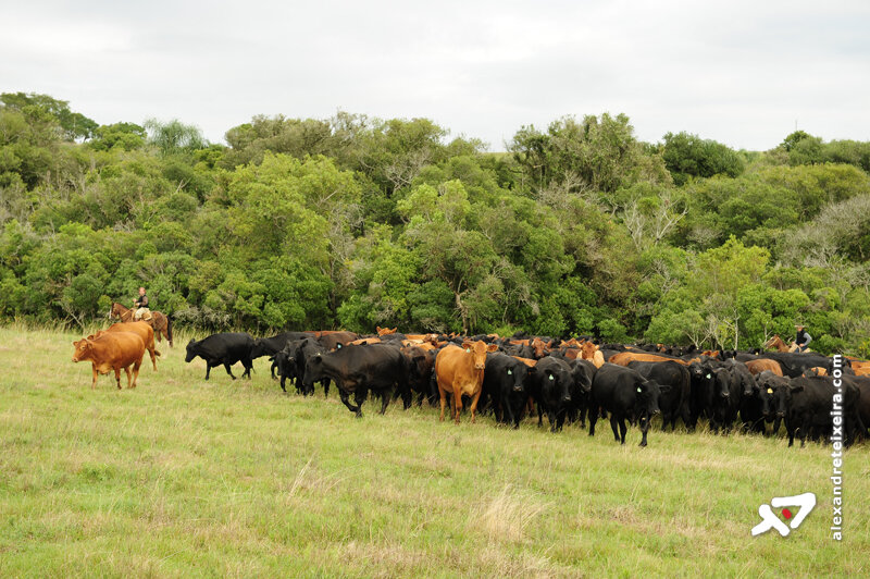 MS: descarte de vacas é essencial para manter produtividade nas propriedades, diz Embrapa