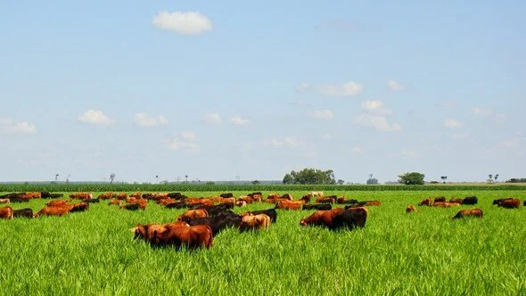 Cidades do Mato Grosso recebem palestras da Guabi sobre importância da suplementação de bovinos no período seco