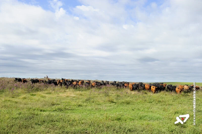 Ferramenta da Embrapa prevê que mudanças climáticas podem favorecer pecuária na região Norte