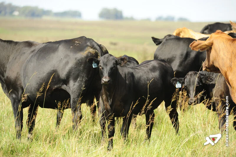 Pecuaristas cobram soluções para logística e simplificação de crédito