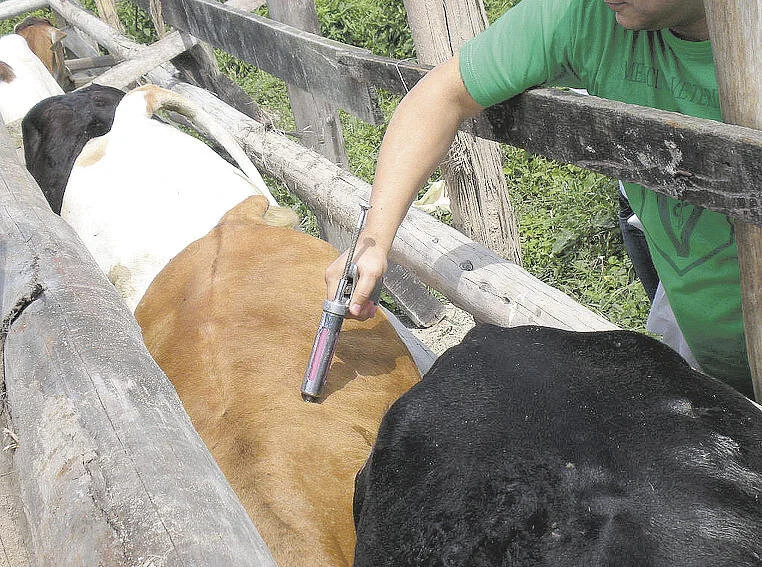 DF: Brasil tem bons índices de vacinação contra brucelose