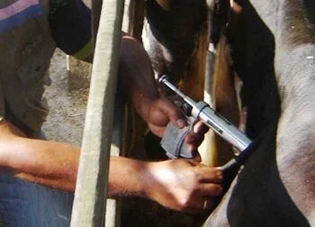 PB: Secretaria de Agricultura de Passagem distribui gratuitamente as vacinas contra a febre aftosa