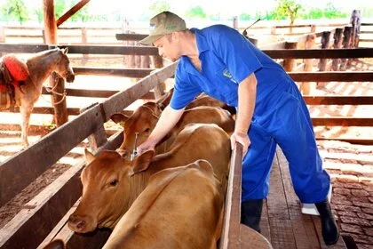 Pecuaristas vacinam gado contra a febre aftosa na região de São João