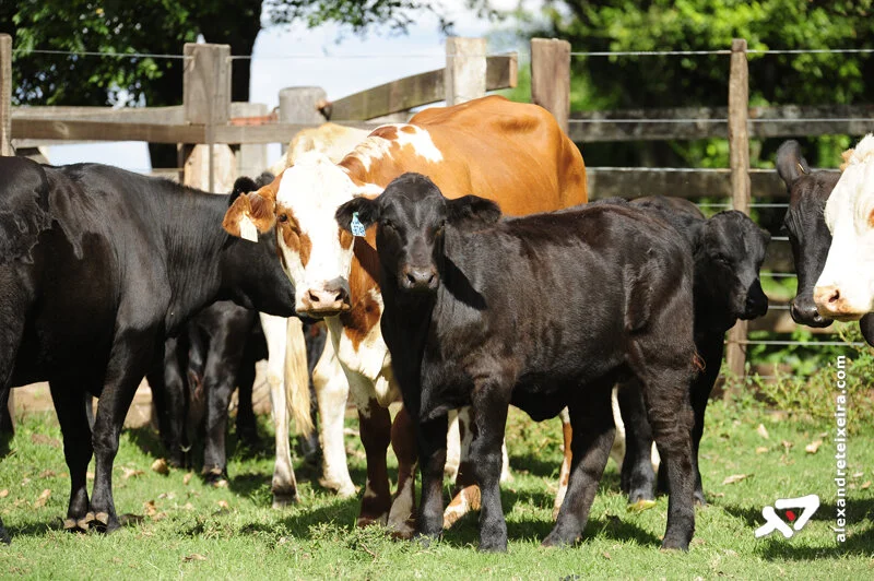 De olho na qualidade da carne, governo de MS repassa R$ 420 mil à Embrapa