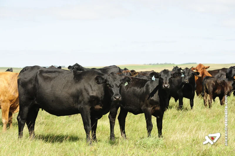 Lançada linha de crédito para bem-estar animal em sistemas produtivos