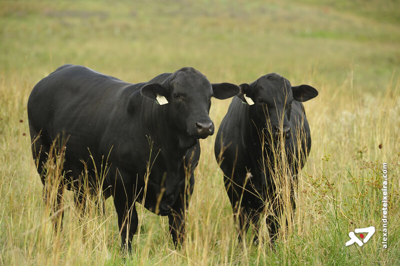 MG: Secretarias de Agricultura e Fazenda discutem atualização da pauta bovina
