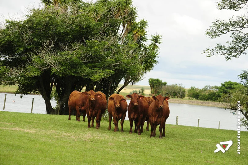 Pecuaristas buscam qualificação para atender ao mercado