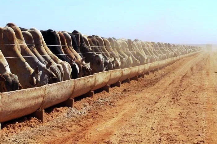 Acrimat: Confinamento em Mato Grosso deve crescer 1,23% em 2014