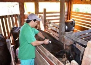 CFMV defende o uso de antígenos para tratar doenças em animais
