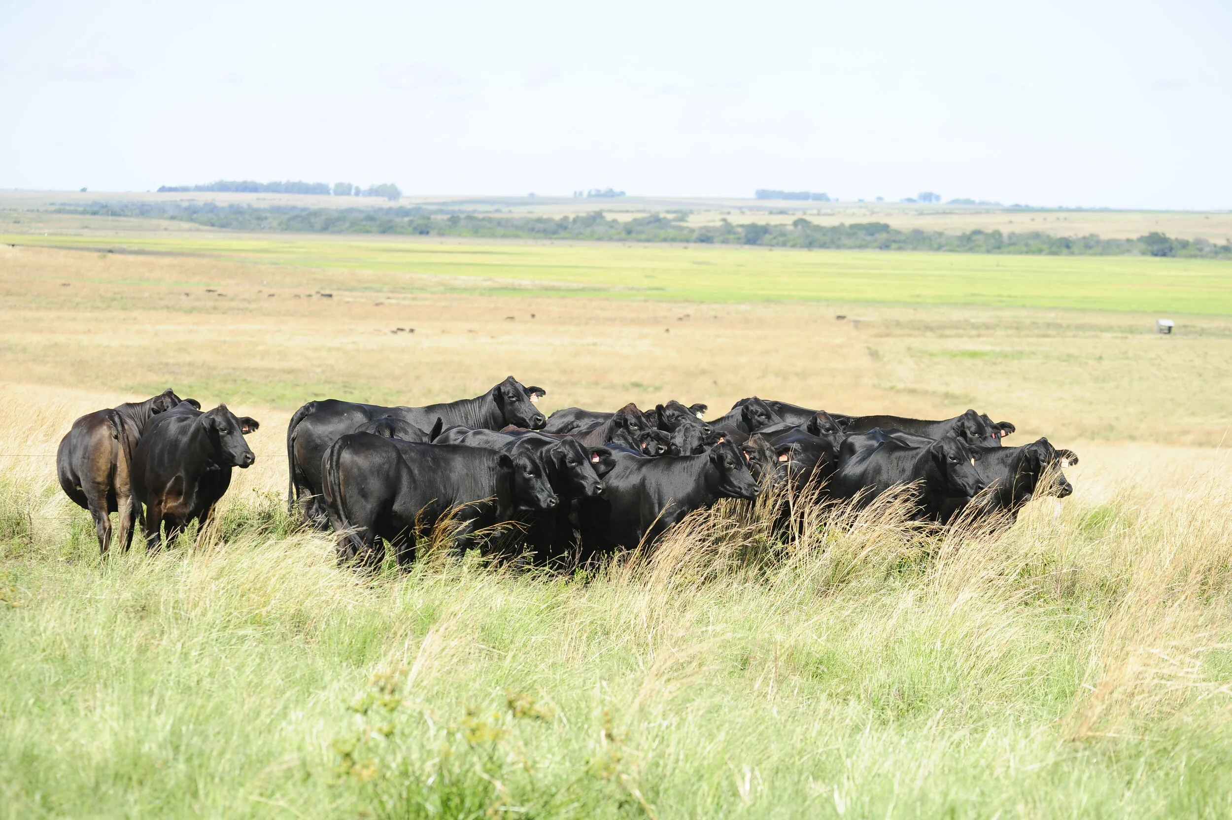 Restrição à carne do Brasil por suspeita de vaca louca deve se limitar a MT, diz Minerva