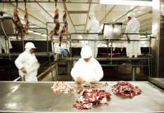 Ministério da Agriculta se mobiliza para derrubar embargo do Peru à carne bovina