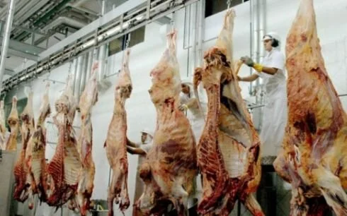 Idade média de animal abatido está caindo na região de MS, SP e PR