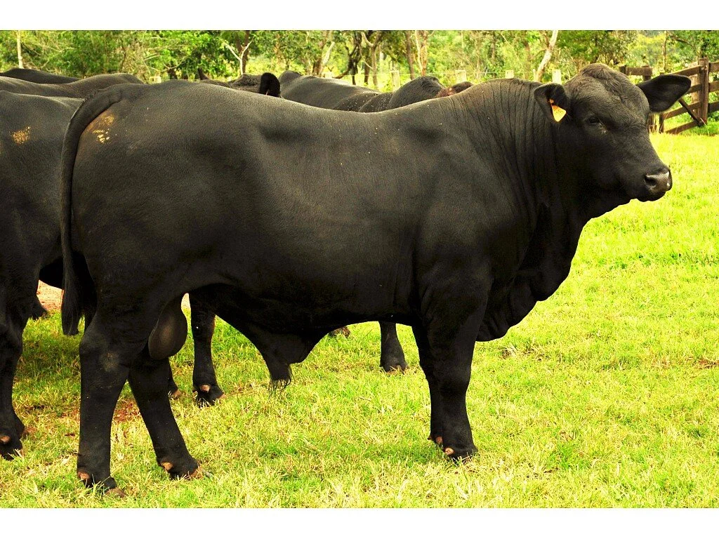 Exames em 49 bovinos deram negativo para caso atípico do Mal da Vaca Louca em Mato Grosso