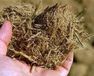 Palha de cana-de-açúcar é alternativa sustentável para nutrição do rebanho