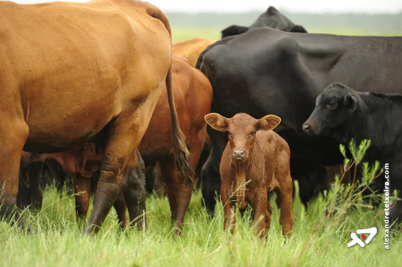 Aspectos sobre a alimentação de bezerras