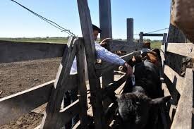 Vacinação contra aftosa e brucelose é adiada no Pantanal de MS